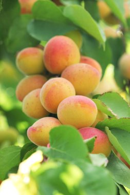 Bir sürü doğal kayısı.