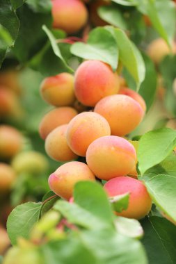 Bir sürü doğal kayısı.