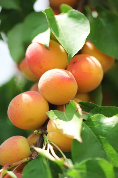 stock image A bunch of natural apricots