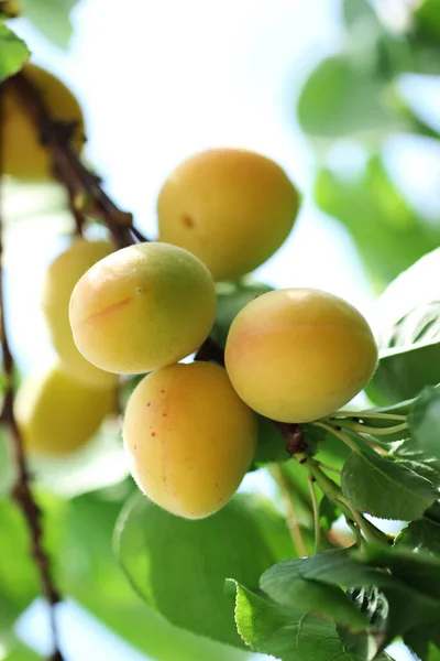 Bunch Natural Apricots — Stock Photo, Image