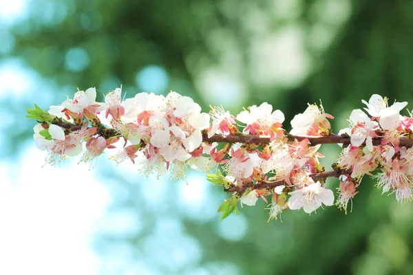 Meruňkové Květiny Čekající Zralost — Stock fotografie