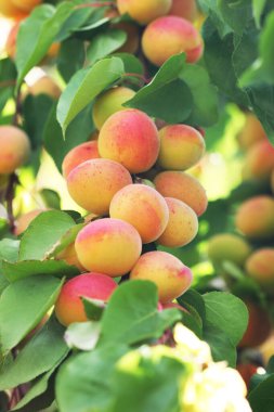 Bir sürü doğal kayısı.