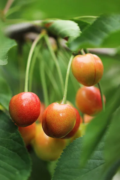 树枝上的新鲜樱桃 — 图库照片