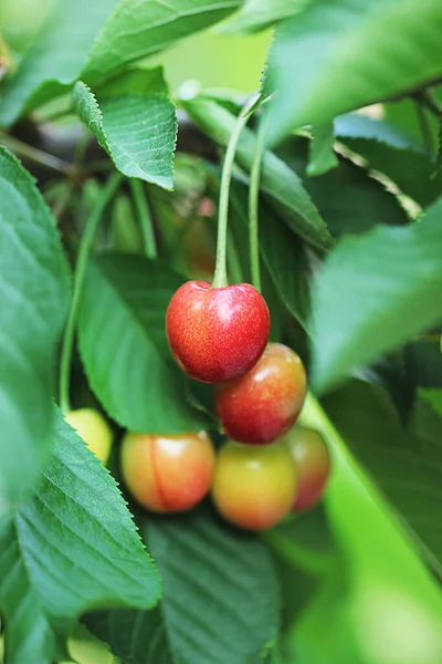Fresh Cherry Branch — Stock Photo, Image
