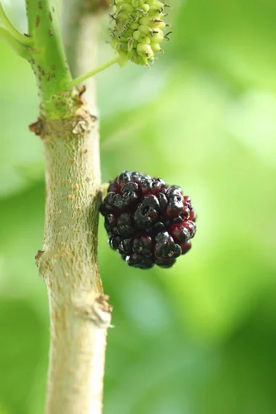 Fresh Mulberry Branch Tree Black Ripe Red Unripe Mulberry — Stock Photo, Image