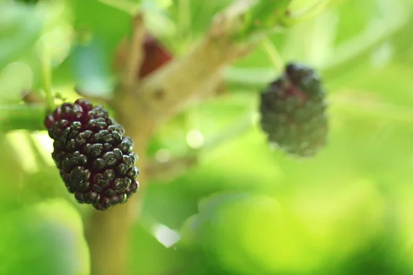 Fresh Mulberry Branch Tree Black Ripe Red Unripe Mulberry — Stock Photo, Image