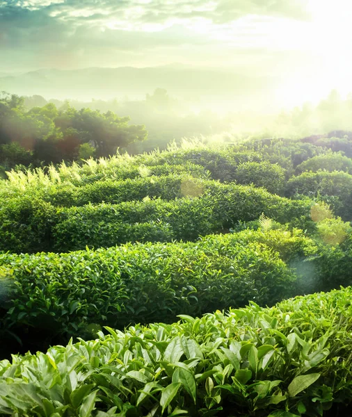Plantacje Herbaty Tło Plantacje Herbaty Świetle Poranka — Zdjęcie stockowe