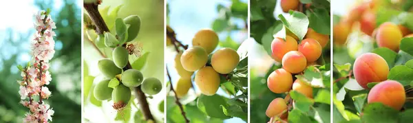 一系列杏仁生长阶段 从花朵到成熟的杏仁的所有杏仁阶段的视觉集合 — 图库照片#
