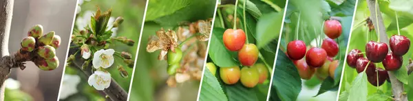 Set Cherry Growth Stages Visual Set All Cherry Stages Flower — Stock Photo, Image