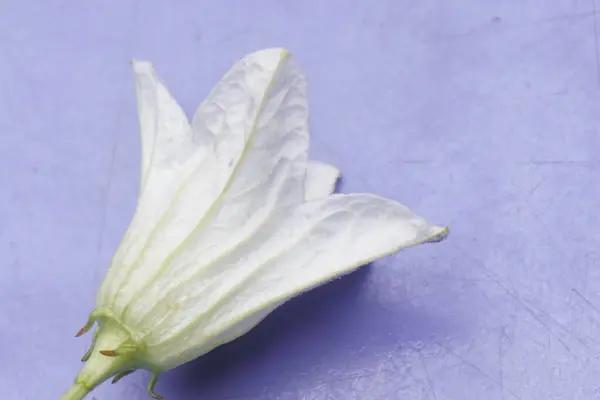 Coccinia indica çiçeği küçük, beyaz, narin taç yapraklarıyla yıldız şeklinde yeşil sarmaşıkların arasında güzel bir şekilde açan saflığı ve tazeliği simgeleyen bir çiçektir.