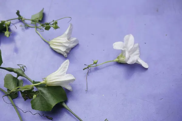 Coccinia indica çiçeği küçük, beyaz, narin taç yapraklarıyla yıldız şeklinde yeşil sarmaşıkların arasında güzel bir şekilde açan saflığı ve tazeliği simgeleyen bir çiçektir.