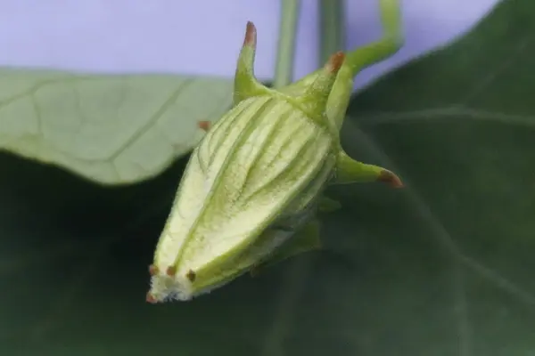 Coccinia indica çiçeği küçük, beyaz, narin taç yapraklarıyla yıldız şeklinde yeşil sarmaşıkların arasında güzel bir şekilde açan saflığı ve tazeliği simgeleyen bir çiçektir.