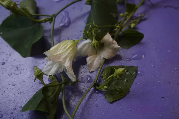 Coccinia indica çiçeği küçük, beyaz, narin taç yapraklarıyla yıldız şeklinde yeşil sarmaşıkların arasında güzel bir şekilde açan saflığı ve tazeliği simgeleyen bir çiçektir.