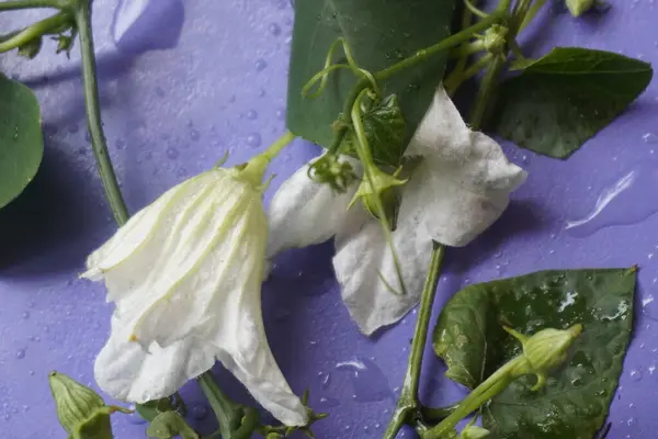 Coccinia indica çiçeği küçük, beyaz, narin taç yapraklarıyla yıldız şeklinde yeşil sarmaşıkların arasında güzel bir şekilde açan saflığı ve tazeliği simgeleyen bir çiçektir.