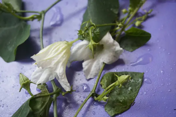 Coccinia indica çiçeği küçük, beyaz, narin taç yapraklarıyla yıldız şeklinde yeşil sarmaşıkların arasında güzel bir şekilde açan saflığı ve tazeliği simgeleyen bir çiçektir.