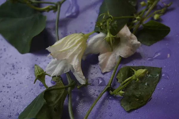 Coccinia indica çiçeği küçük, beyaz, narin taç yapraklarıyla yıldız şeklinde yeşil sarmaşıkların arasında güzel bir şekilde açan saflığı ve tazeliği simgeleyen bir çiçektir.