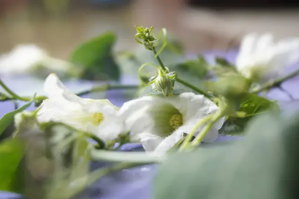 Coccinia indica çiçeği küçük, beyaz, narin taç yapraklarıyla yıldız şeklinde yeşil sarmaşıkların arasında güzel bir şekilde açan saflığı ve tazeliği simgeleyen bir çiçektir.