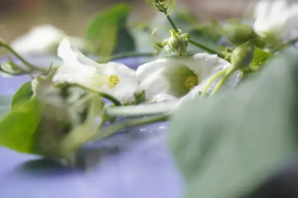 Coccinia indica çiçeği küçük, beyaz, narin taç yapraklarıyla yıldız şeklinde yeşil sarmaşıkların arasında güzel bir şekilde açan saflığı ve tazeliği simgeleyen bir çiçektir.