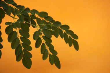 Taze yeşil Moringa yaprakları besin değeri yüksek, antioksidan ve vitaminler, bağışıklık, enerji ve genel sağlık için mükemmel.