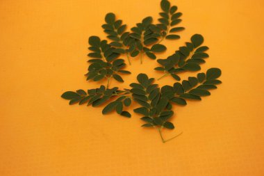 Taze yeşil Moringa yaprakları besin değeri yüksek, antioksidan ve vitaminler, bağışıklık, enerji ve genel sağlık için mükemmel.