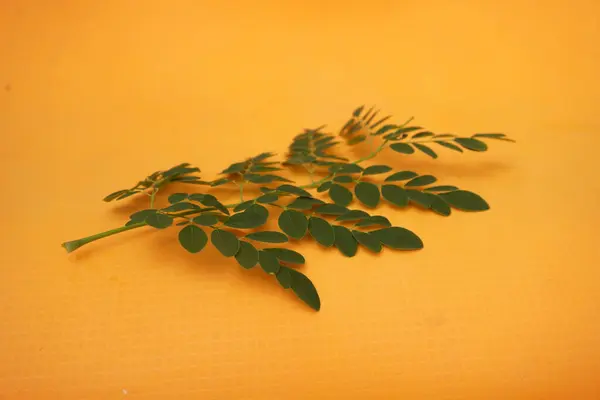 Taze yeşil Moringa yaprakları besin değeri yüksek, antioksidan ve vitaminler, bağışıklık, enerji ve genel sağlık için mükemmel.