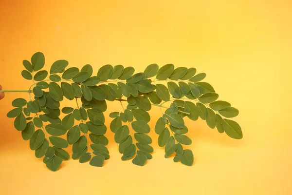Taze yeşil Moringa yaprakları besin değeri yüksek, antioksidan ve vitaminler, bağışıklık, enerji ve genel sağlık için mükemmel.