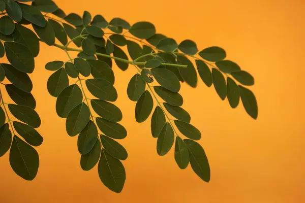 Taze yeşil Moringa yaprakları besin değeri yüksek, antioksidan ve vitaminler, bağışıklık, enerji ve genel sağlık için mükemmel.