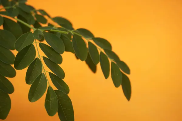 Taze yeşil Moringa yaprakları besin değeri yüksek, antioksidan ve vitaminler, bağışıklık, enerji ve genel sağlık için mükemmel.