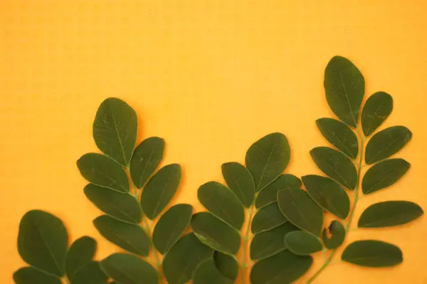 Taze yeşil Moringa yaprakları besin değeri yüksek, antioksidan ve vitaminler, bağışıklık, enerji ve genel sağlık için mükemmel.