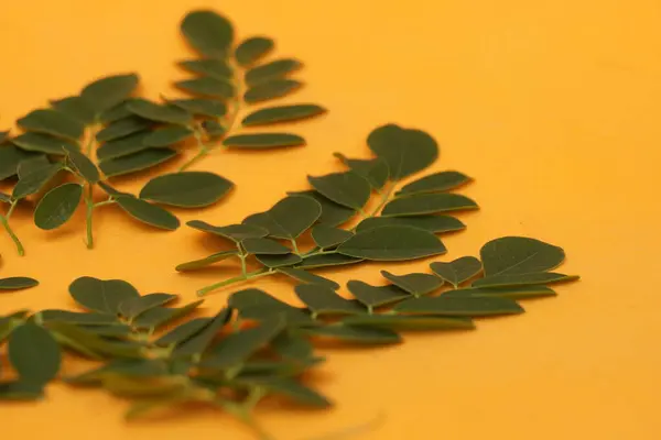 Taze yeşil Moringa yaprakları besin değeri yüksek, antioksidan ve vitaminler, bağışıklık, enerji ve genel sağlık için mükemmel.