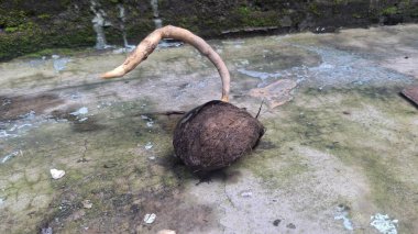 Erken filizlenen bir palmiye tohumu yeni yaşamı, tropikal güzelliği ve bereketli ortamlarda doğal yenilenmeyi simgeler.