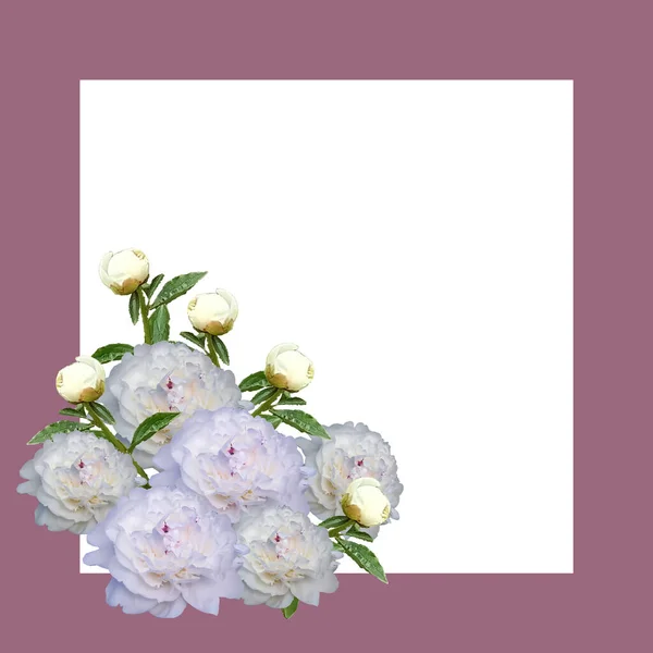 Białe Podwójne Kwiaty Piwonii Abstrakcyjnym Tle Kwadratowa Ramka Eps10 — Wektor stockowy