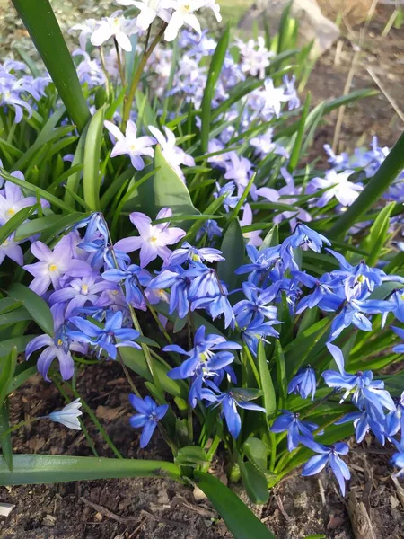 Blue Flowers Spring Blooming Scilla Collected Inflorescences Background Green Leaves — стоковое фото