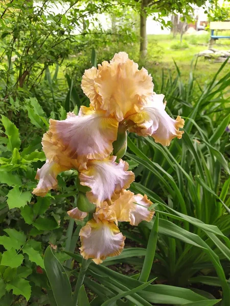 Bearded Iris Orange Open Flowers Green Leaves Stems Garden — Stockfoto
