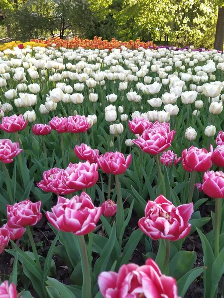 Frühling Hintergrund Mit Schönen Rosa Und Weißen Tulpen Natur — Stockfoto
