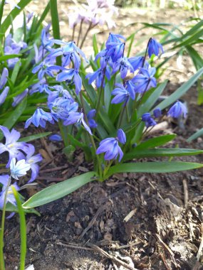 Blue flowers of the spring-blooming Scilla, collected in inflorescences against a background of green leave