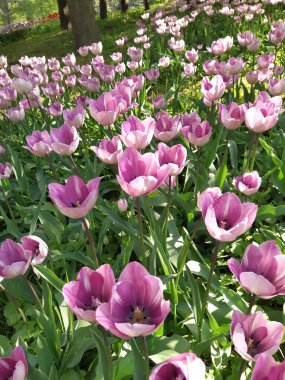 Bahçede güzel leylak lale