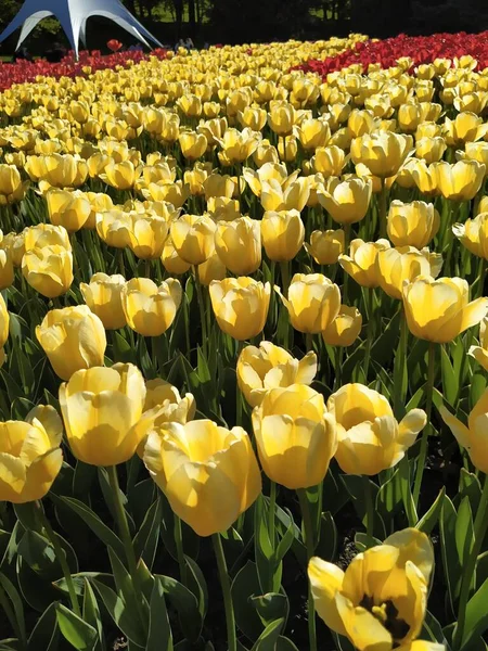 Frühling Hintergrund Mit Schönen Gelben Tulpen Natur — Stockfoto