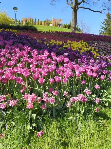 Beautiful Lilac Tulip Garden — Stockfoto