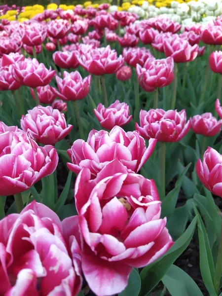 Frühling Hintergrund Mit Schönen Rosa Und Weißen Tulpen Natur — Stockfoto