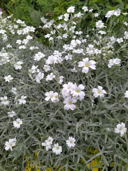 Cerestium Lichtwit Met Open Bloemen Met Zilverkleurige Bladeren — Stockfoto