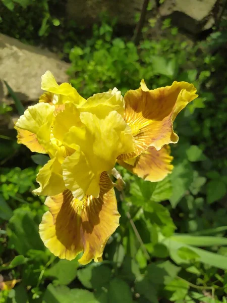 Gelbe Iris Blühte Garten — Stockfoto