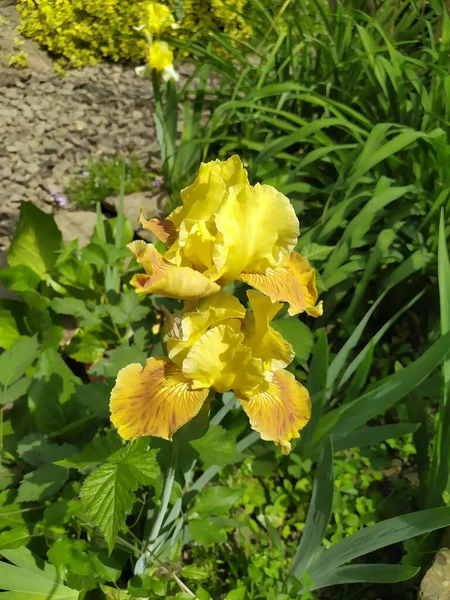 Gelbe Iris Blühte Garten — Stockfoto
