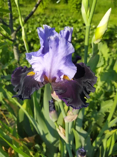 Blau Mit Dunklen Blütenblättern Iris Blühte Garten — Stockfoto