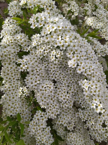 Branches with white spirea flowers opened on a spring day