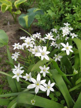 Beyaz Ornithogalum umbellatum bahçede çiçek açtı.