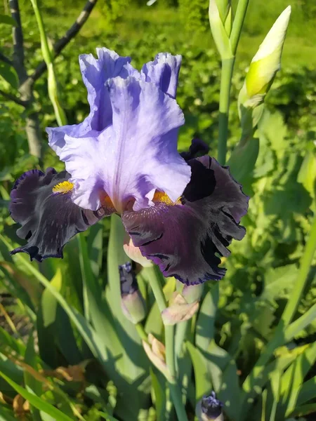 Blu Con Petali Scuri Iris Fiorito Giardino — Foto Stock