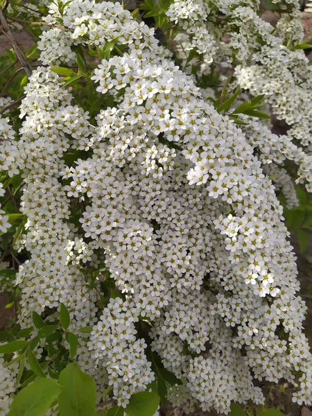 春の日に開花する白い花の枝 — ストック写真