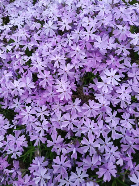 Kék Phlox Szubulátum Virágok Kinyílt Egy Tavaszi Napon — Stock Fotó