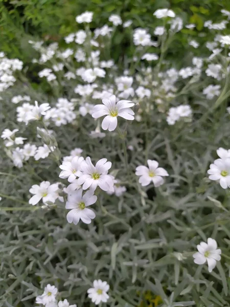 Cerestium Halványfehér Nyitott Virágokkal Ezüstös Levelekkel — Stock Fotó